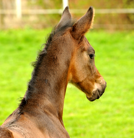 14. April 2016 - Hengstfohlen von Saint Cyr u.d. My Hope v. Contender - Foto: Linse