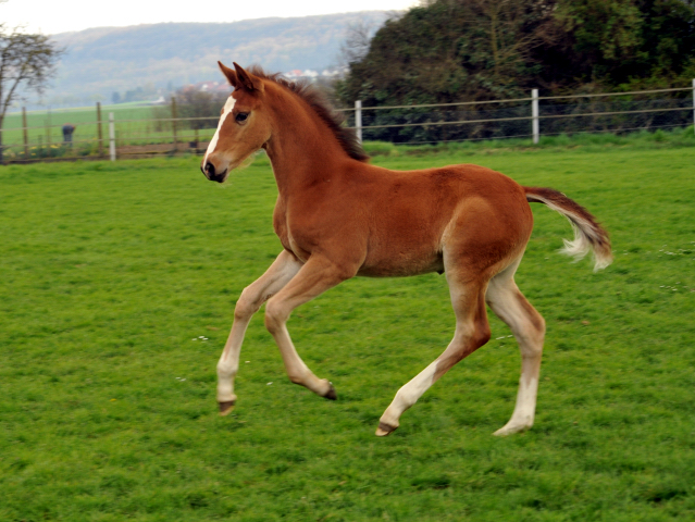 14. April 2016 - Stutfohlen von Saint Cyr u.d. Princess B von Coriander - Foto: Linse