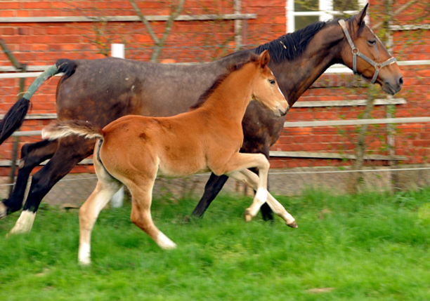 14. April 2016 - Stutfohlen von Saint Cyr u.d. Princess B von Coriander - Foto: Linse