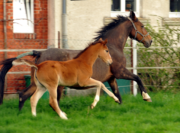 14. April 2016 - Stutfohlen von Saint Cyr u.d. Princess B von Coriander - Foto: Linse
