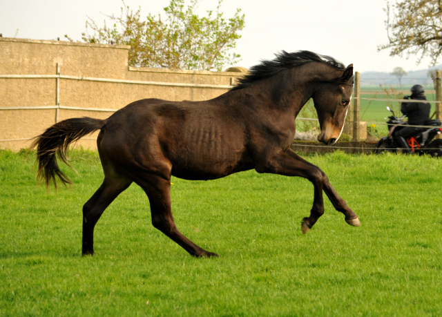 1 Jahr alt: Hengst von Saint Cyr u.d. Princess B von Coriander - Foto: Beate Langels Gestt Hmelschenburg