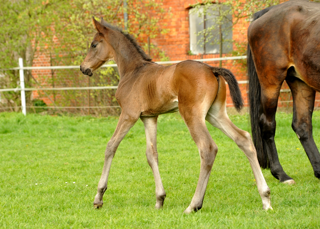 14. April 2016 - Hengstfohlen von Saint Cyr u.d. My Hope v. Contender - Foto: Linse