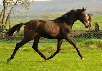1 Jahr alt: Hengst von Saint Cyr u.d. Princess B von Coriander - Foto: Beate Langels Gestt Hmelschenburg