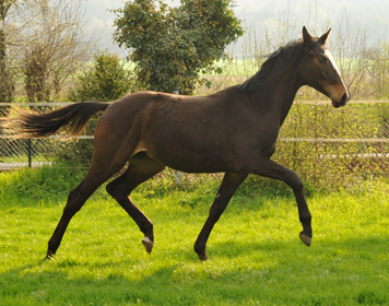 1 Jahr alt: Hengst von Saint Cyr u.d. Princess B von Coriander - Foto: Beate Langels Gestt Hmelschenburg