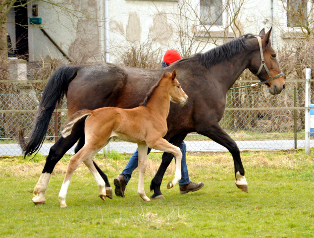 19. Mrz 2016 - Stutfohlen von Saint Cyr u.d. Princess B von Coriander - Foto: Linse