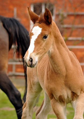 19. Mrz 2016 - Stutfohlen von Saint Cyr u.d. Princess B von Coriander - Foto: Linse