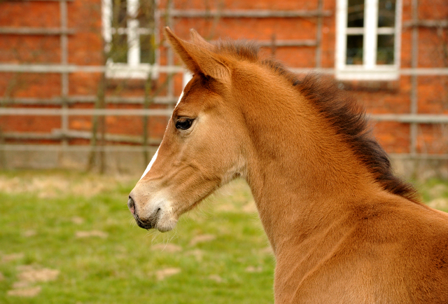 19. Mrz 2016 - Stutfohlen von Saint Cyr u.d. Princess B von Coriander - Foto: Linse