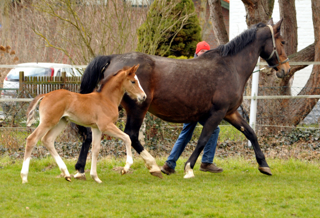 19. Mrz 2016 - Stutfohlen von Saint Cyr u.d. Princess B von Coriander - Foto: Linse