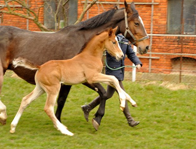 19. Mrz 2016 - Stutfohlen von Saint Cyr u.d. Princess B von Coriander - Foto: Linse