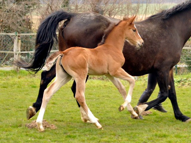 19. Mrz 2016 - Stutfohlen von Saint Cyr u.d. Princess B von Coriander - Foto: Linse