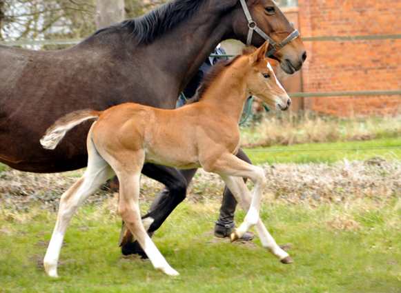 19. Mrz 2016 - Stutfohlen von Saint Cyr u.d. Princess B von Coriander - Foto: Linse