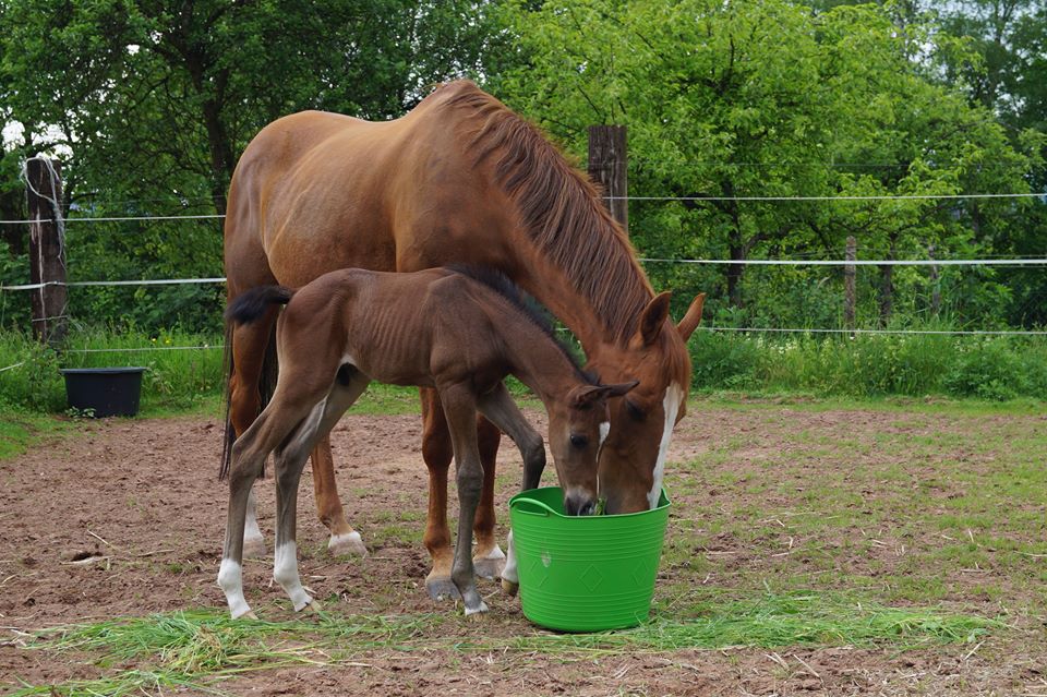 Trakehner Stutfohlen von Saint Cyr u.d. Wonderful Sunshine xx, Foto: Claudia Lenhart