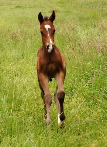 Trakehner Stutfohlen von Saint Cyr u.d. Wonderful Sunshine xx, Foto: Claudia Lenhart