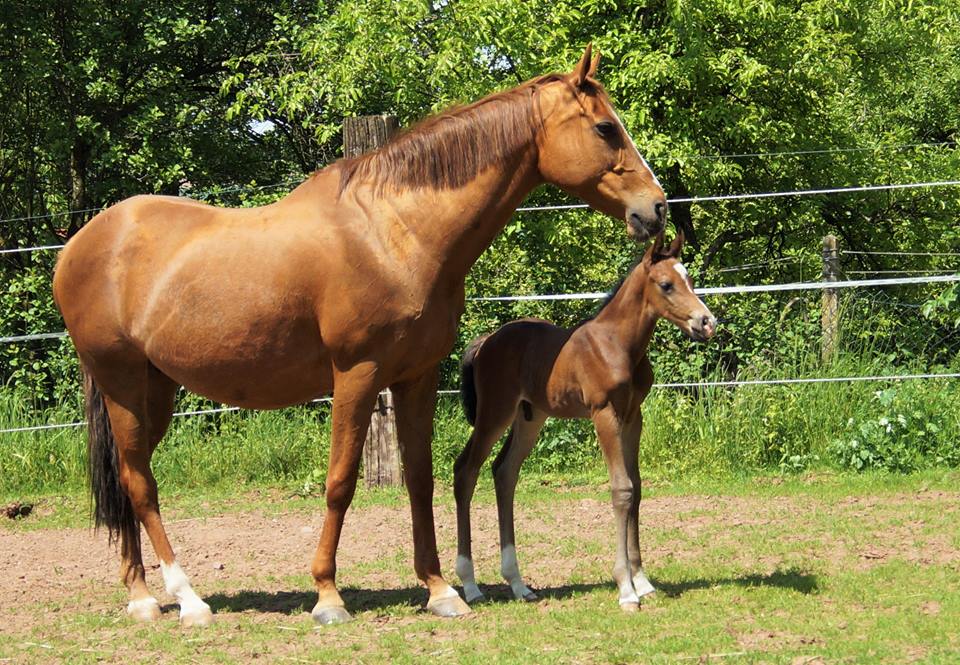 Trakehner Stutfohlen von Saint Cyr u.d. Wonderful Sunshine xx, Foto: Claudia Lenhart