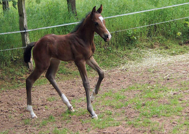Trakehner Stutfohlen von Saint Cyr u.d. Wonderful Sunshine xx, Foto: Claudia Lenhart