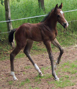 Hengstfohlen von Saint Cyr, Foto: Lenhart - 
Gestüt Hämelschenburg