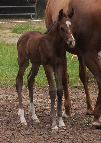 Trakehner Stutfohlen von Saint Cyr u.d. Wonderful Sunshine xx, Foto: Claudia Lenhart