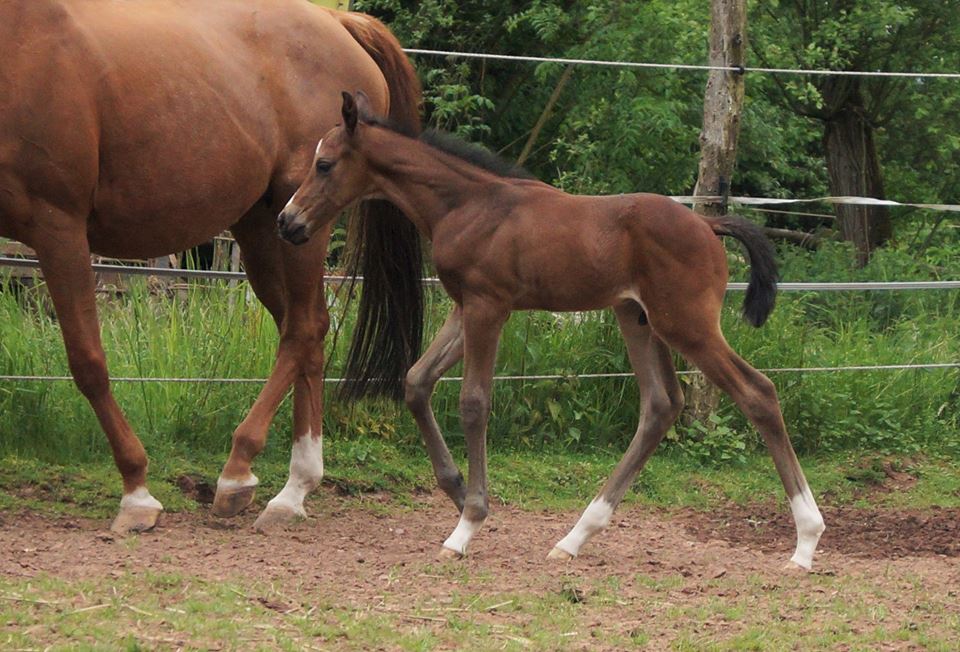 Trakehner Stutfohlen von Saint Cyr u.d. Wonderful Sunshine xx, Foto: Claudia Lenhart