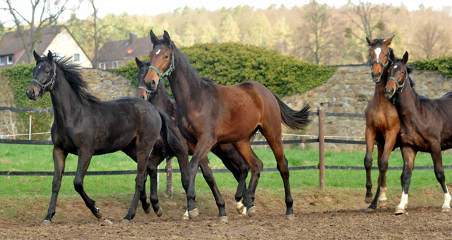 Unsere Jhrlinge - Foto: Beate Langels - Trakehner Gestt Hmelschenburg
