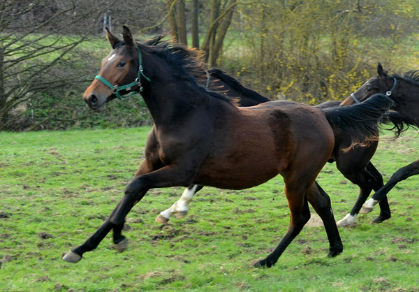  Foto: Beate Langels - Trakehner Gestt Hmelschenburg