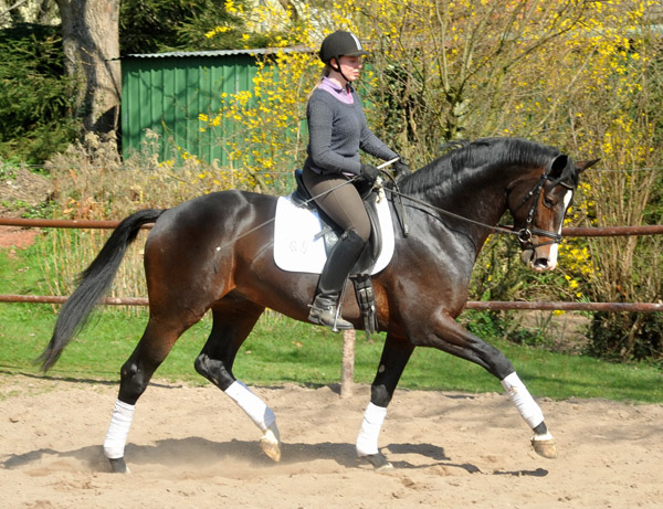 3jhriger Trakehner Hengst GRAND CORAZON von Symont u.d. Pr.u.StPrSt. Guendalina v. Red Patrick xx Foto: Beate Langels - Trakehner Gestt Hmelschenburg