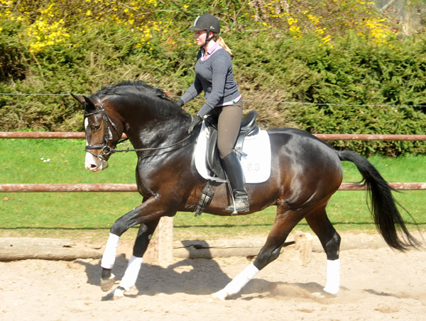 3jhriger Trakehner Hengst GRAND CORAZON von Symont u.d. Pr.u.StPrSt. Guendalina v. Red Patrick xx Foto: Beate Langels - Trakehner Gestt Hmelschenburg