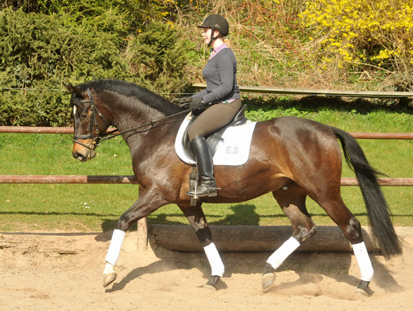 4jhriger Trakehner Wallach von Meraldik u.d. Schwalbenflair v. Exclusiv - Foto: Beate Langels - Trakehner Gestt Hmelschenburg