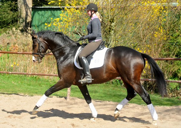 3jhriger Trakehner Hengst GRAND CORAZON von Symont u.d. Pr.u.StPrSt. Guendalina v. Red Patrick xx Foto: Beate Langels - Trakehner Gestt Hmelschenburg