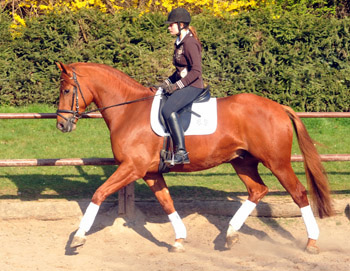 5jhriger Trakehner RIVERGOLD von Freudenfest x Tycoon - Foto: Beate Langels - Trakehner Gestt Hmelschenburg