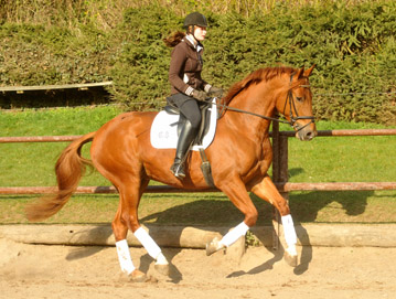 5jhriger Trakehner RIVERGOLD von Freudenfest x Tycoon - Foto: Beate Langels - Trakehner Gestt Hmelschenburg