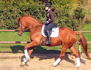 5jhriger Trakehner RIVERGOLD von Freudenfest x Tycoon - Foto: Beate Langels - Trakehner Gestt Hmelschenburg