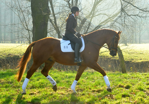 5jhriger Trakehner RIVERGOLD von Freudenfest x Tycoon - Foto: Beate Langels - Trakehner Gestt Hmelschenburg