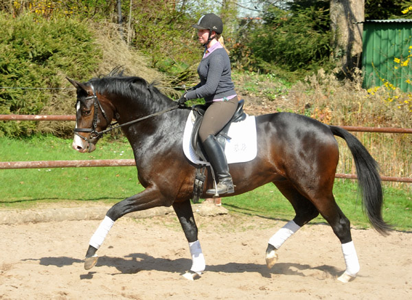 3jhriger Trakehner Hengst GRAND CORAZON von Symont u.d. Pr.u.StPrSt. Guendalina v. Red Patrick xx Foto: Beate Langels - Trakehner Gestt Hmelschenburg