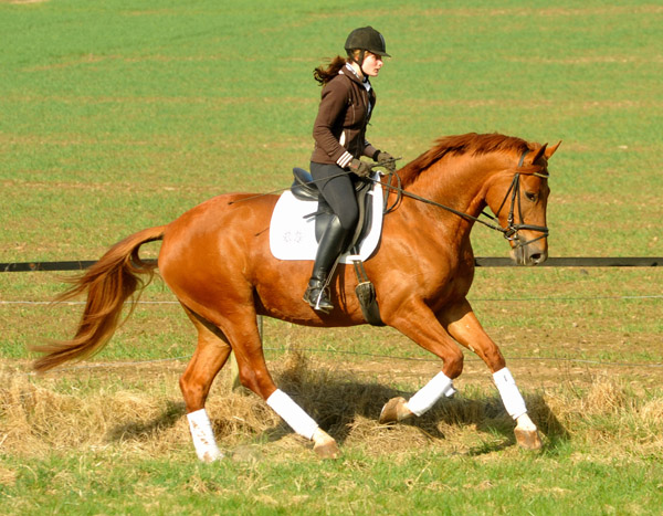 5jhriger Trakehner RIVERGOLD von Freudenfest x Tycoon - Foto: Beate Langels - Trakehner Gestt Hmelschenburg