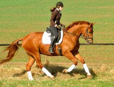 Trakehner Wallach RIVERGOLD von Freudenfest - Tycoon