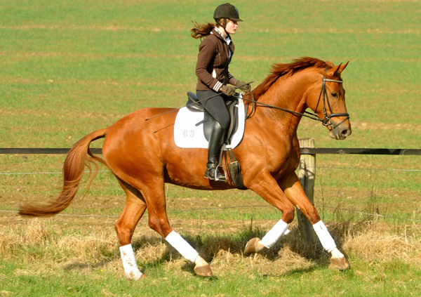 5jhriger Trakehner RIVERGOLD von Freudenfest x Tycoon - Foto: Beate Langels - Trakehner Gestt Hmelschenburg