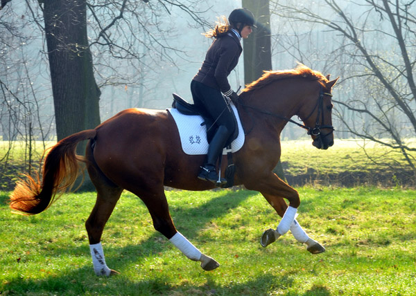 5jhriger Trakehner RIVERGOLD von Freudenfest x Tycoon - Foto: Beate Langels - Trakehner Gestt Hmelschenburg