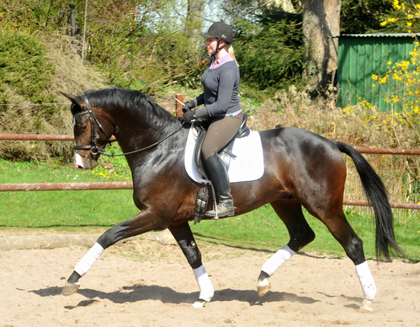 3jhriger Trakehner Hengst GRAND CORAZON von Symont u.d. Pr.u.StPrSt. Guendalina v. Red Patrick xx Foto: Beate Langels - Trakehner Gestt Hmelschenburg