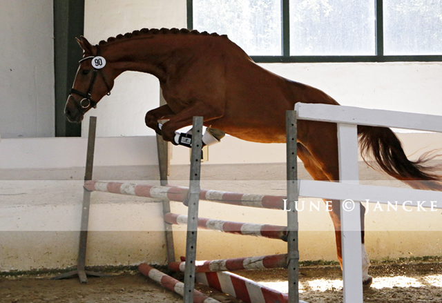 Prmienanwrterin Garbenglck von High Motion x Lowelas - Foto: Lune Jancke