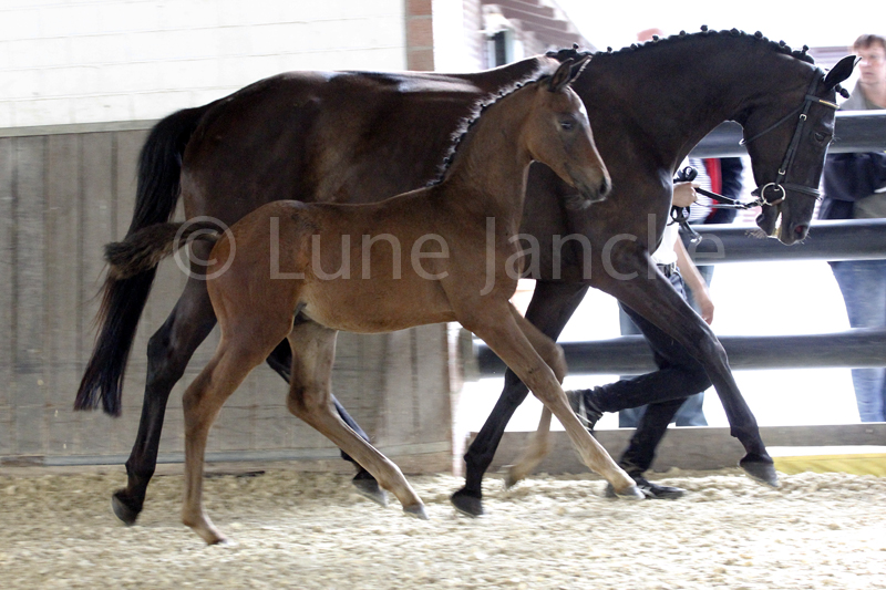 Hengstfohlen von Saint Cyr u.d. In Vina v. Kentucky - Foto: Lune Jancke