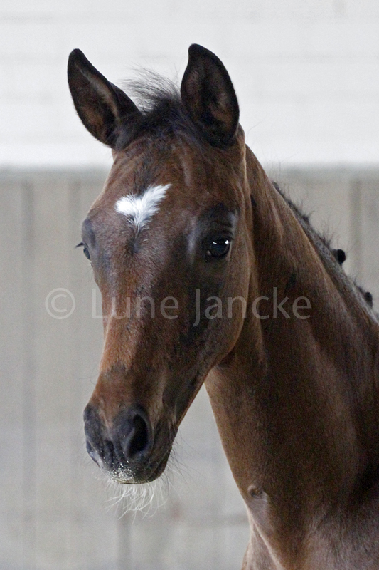 Hengstfohlen von Saint Cyr x Kentucky - Foto: Lune Jancke