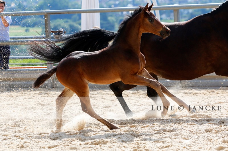 Hengstfohlen von Saint Cyr u.d. Pr.St. Under the moon v. Easy Game - Foto: Lune Jancke