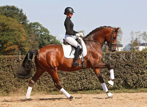 Trakehner KACYRO v. Saint Cyr u.d. Pr.,StPr. u. Elitestute Karena v. Freudenfest - Foto: Lune Jancke - Trakehner Gestt Hmelschenburg