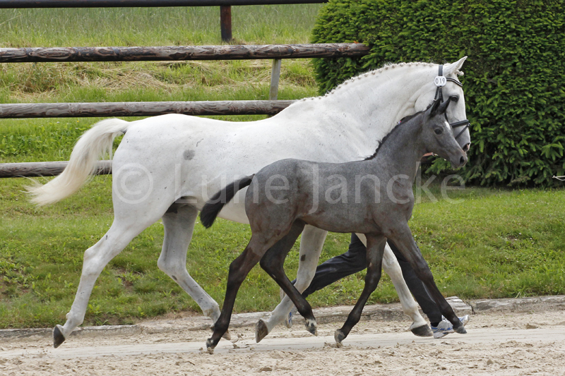 Trakehner Stutfohlen von Saint Cyr u.d. PrSt. Itanga v. Angard - Helianthus - Foto: Lune Jancke