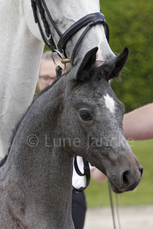 Trakehner Stutfohlen von Saint Cyr u.d. PrSt. Itanga v. Angard - Helianthus - Foto: Lune Jancke