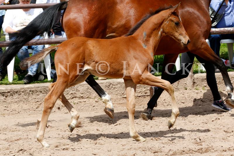 Trakehner Hengstfohlen von High Motion u.d. Pr.St. Karida v. Oliver Twist - Trakehner Gestt Hmelschenburg - Beate Langels