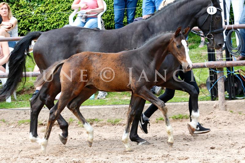 Hengstfohlen von High Motion u.d. Pr.u.StPrSt. vittoria v. Exclusiv - 21. Mai 2017 - Trakehner Gestt Hmelschenburg - Foto: Lune Jancke