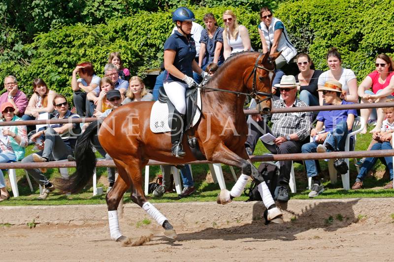 Trakehner KACYRO v. Saint Cyr u.d. Pr.,StPr. u. Elitestute Karena v. Freudenfest - Foto: Lune Jancke - Trakehner Gestt Hmelschenburg