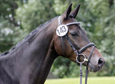 Beste Vierjhrige der zentralen Stuteneintragung im Zuchtbezirk Westfalen, Foto: Lune Jancke