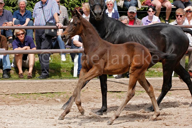 Valentine v. High Motion - Foto Lune Jancke